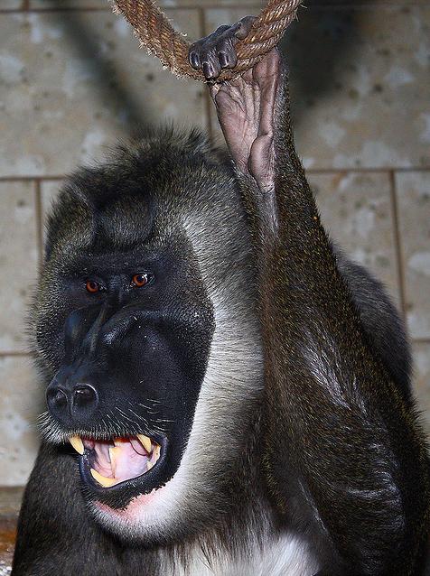  p>鬼狒(拉丁学名: i>mandrillus leucophaeus /i>)在外表上与山魈