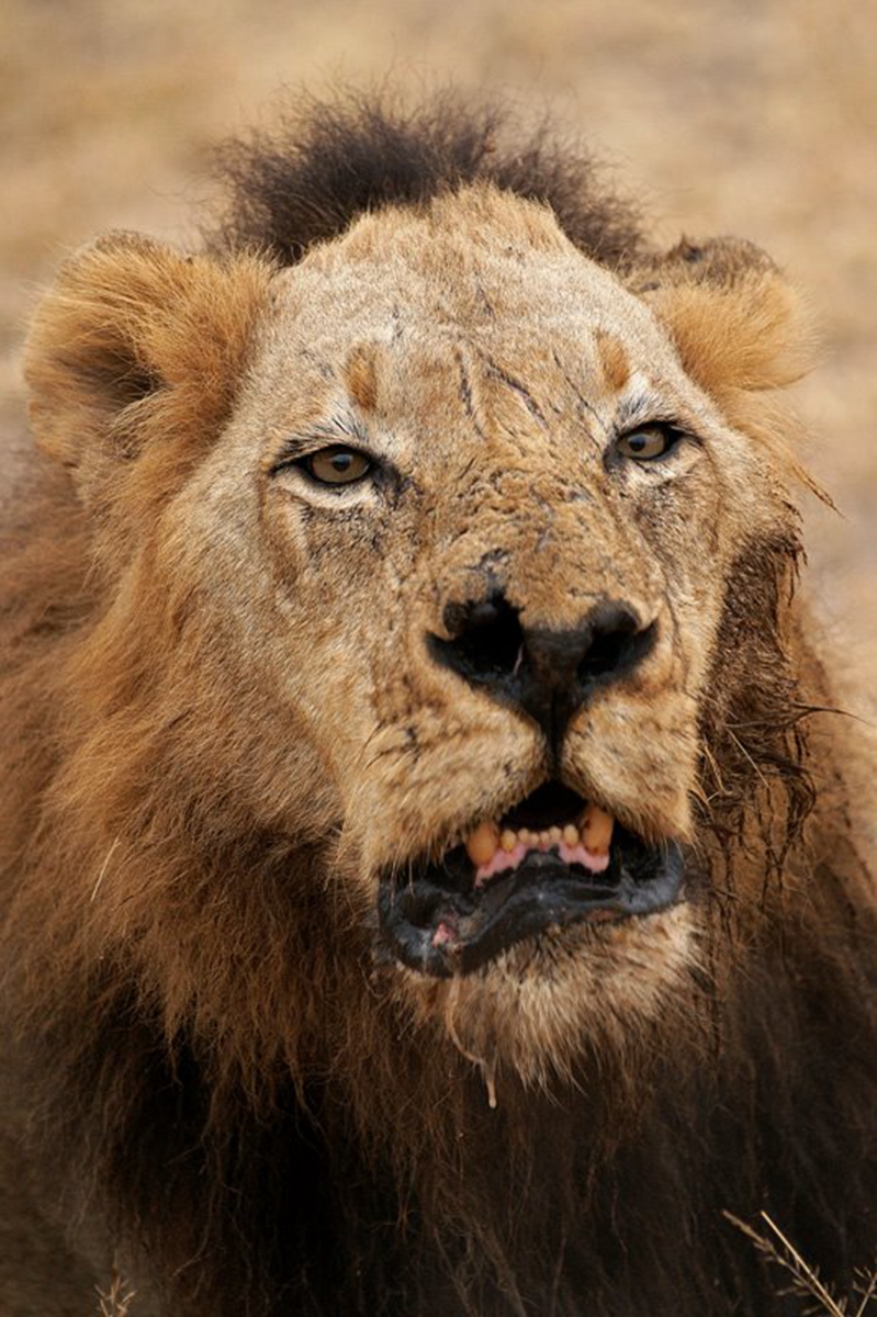 > a href="#" data-lemmaid="10497291">加丹加狮 /a>,又称卡拉哈里狮