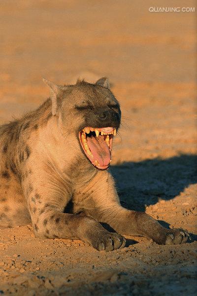 crocuta /i>):又名斑点鬣狗,体长约95-160厘米,尾长25-36厘米,体重40