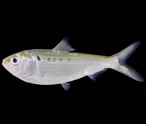  /p> p>分布于 a target="_blank" href="/item/印度洋/549084" data