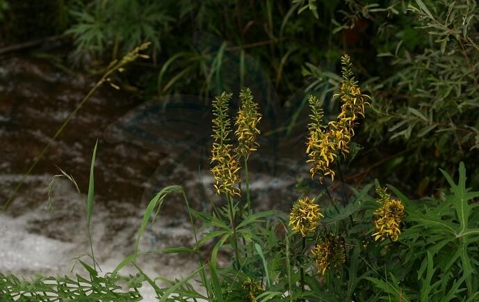  p>蹄叶橐吾(学名: i>ligularia fischeri  /i>(ledeb.) turcz.