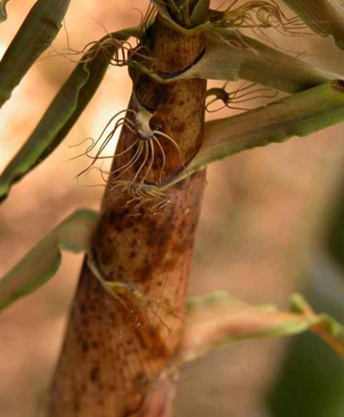  p>甜笋竹(学名: i>phyllostachys elegans  /i>mcclure)是禾本科