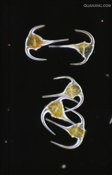  p>甲藻是指具有双鞭毛的单细胞集合群植物,形状不定.