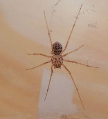 lemmaid="2404996">蜘蛛目 /a>(araneida)花皮蛛科(scytodidae)动物