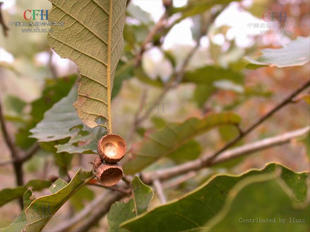  p>槲栎(拉丁学名: i>quercus aliena  /i>bl.