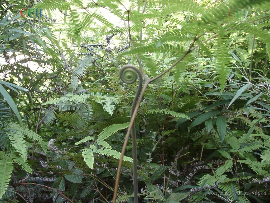  p>铁芒萁(拉丁学名dicranopteris linearis,英文名oldworld forked