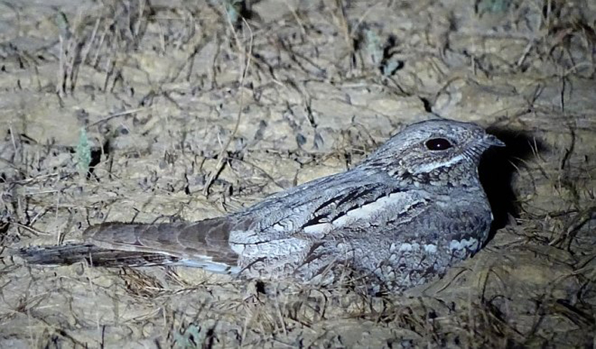  p>欧夜鹰(学名: i>caprimulgus europaeus /i>):体重75-100克,体长26