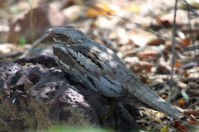  p>欧夜鹰(学名: i>caprimulgus europaeus /i>):体重75-100克,体长26