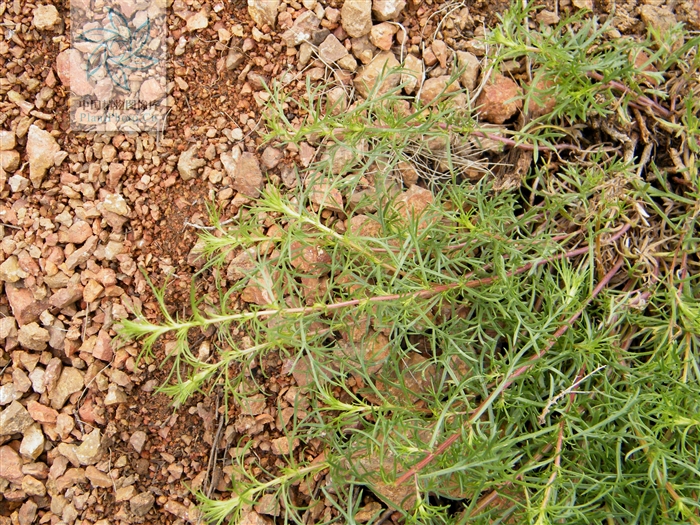  p>细杆沙蒿(学名:artemisia macilenta)是 a href="#">菊科 /a> a