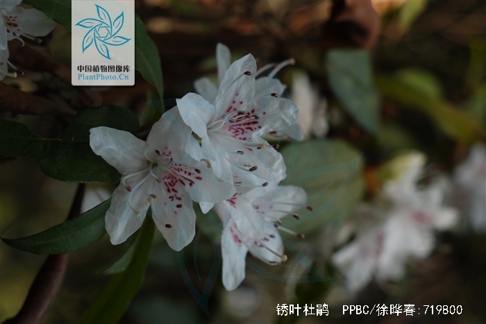  p>锈叶杜鹃(学名: i>rhododendron siderophyllum /i> franch.