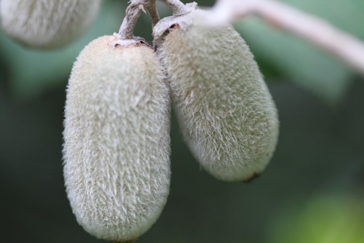 毛花猕猴桃
