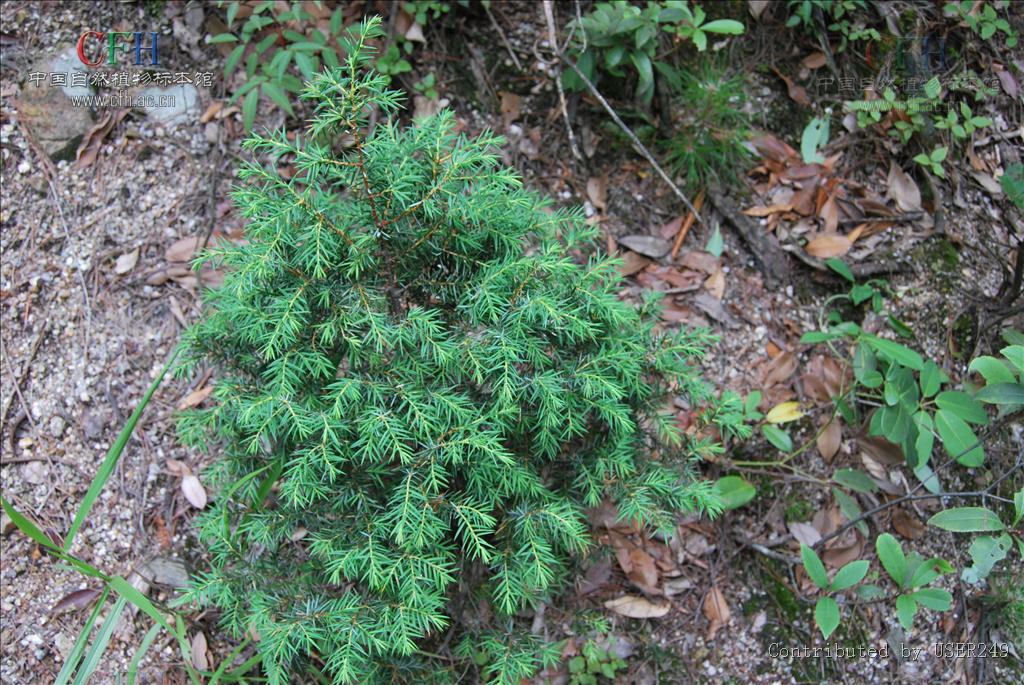  p>刺柏属,分布于北温带,我国产刺柏j.