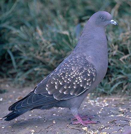 spot-winged pigeon