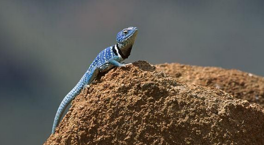  p>环颈蜥(拉丁学名:crotaphytus collaris)是 a href="#" data-lemma