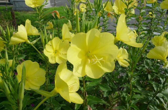 世界上最美好的十大花语(世界上最美好的十大花语友谊)