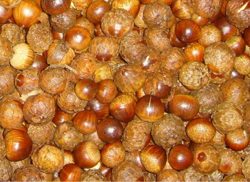  p>苦槠〔学名: i>castanopsis sclerophylla /i> (lindl.)schott.