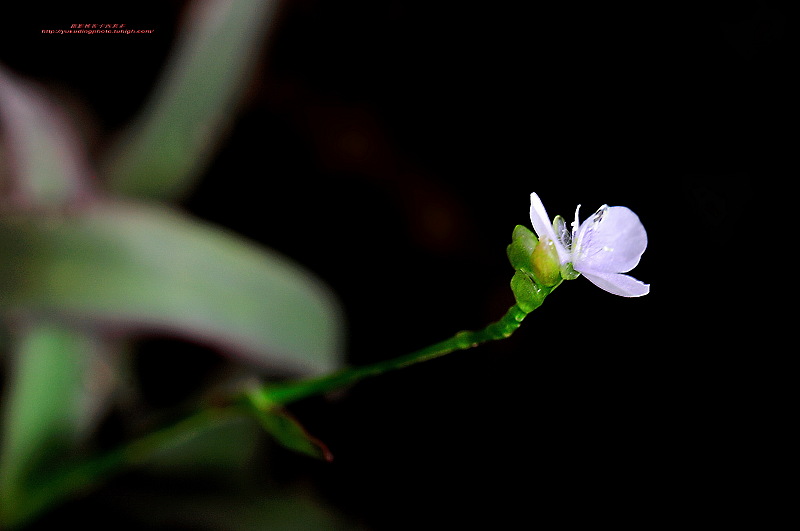  p>裸花水竹叶为多年生草本.须根发达.