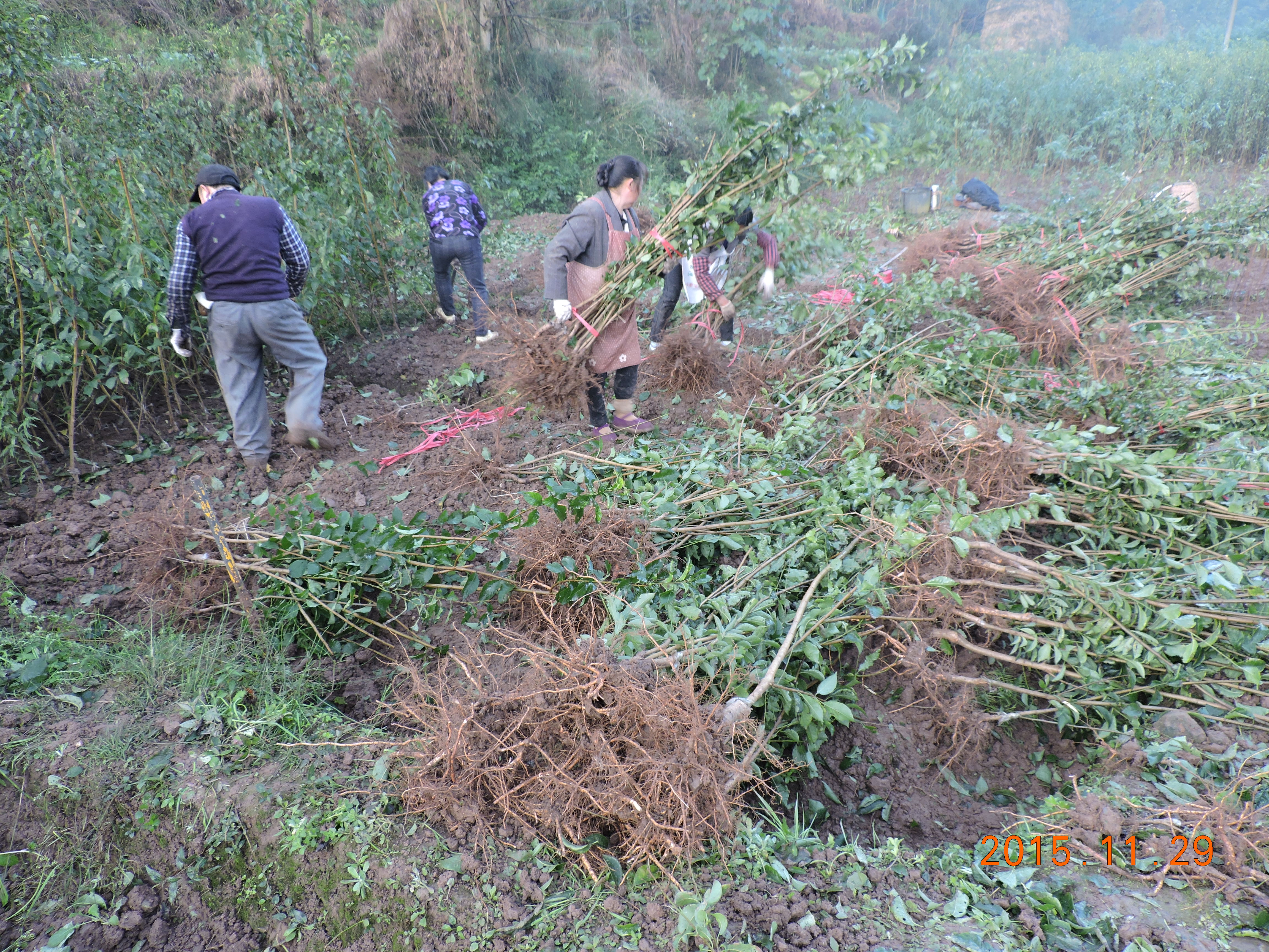 洪雅县付成德果树苗种植场