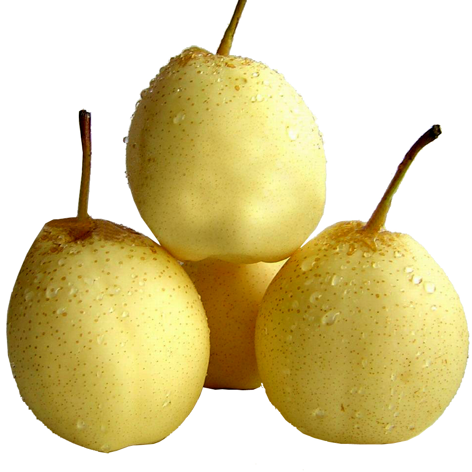  p>白梨(拉丁学名: i>pyrus bretschneideri  /i>rehd.