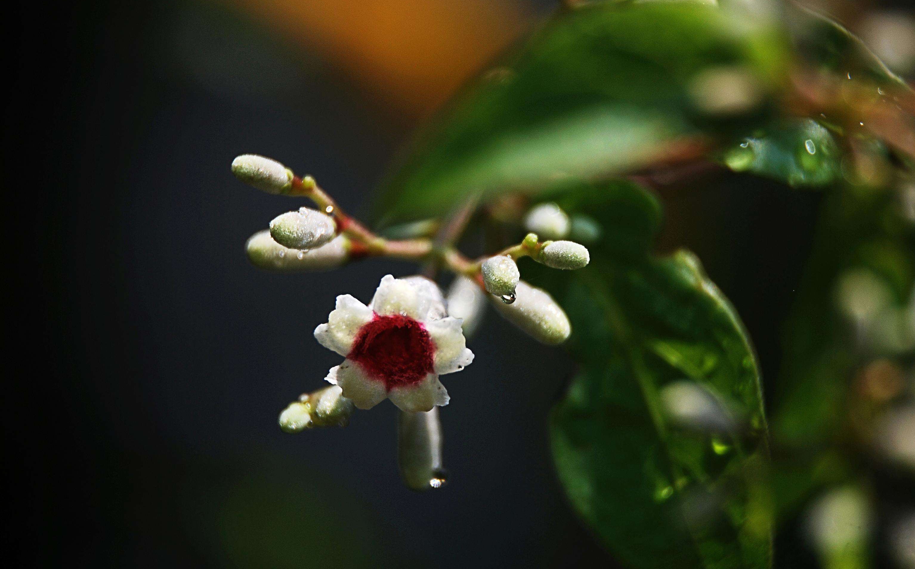  p>鸡屎藤(学名: i>paederia foetida  /i>l.