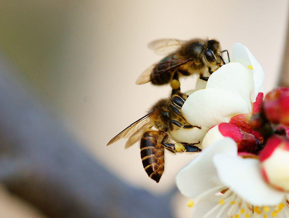  p>东方蜜蜂(学名: i>apis cerana /i> fabricius)fabricius于在1793