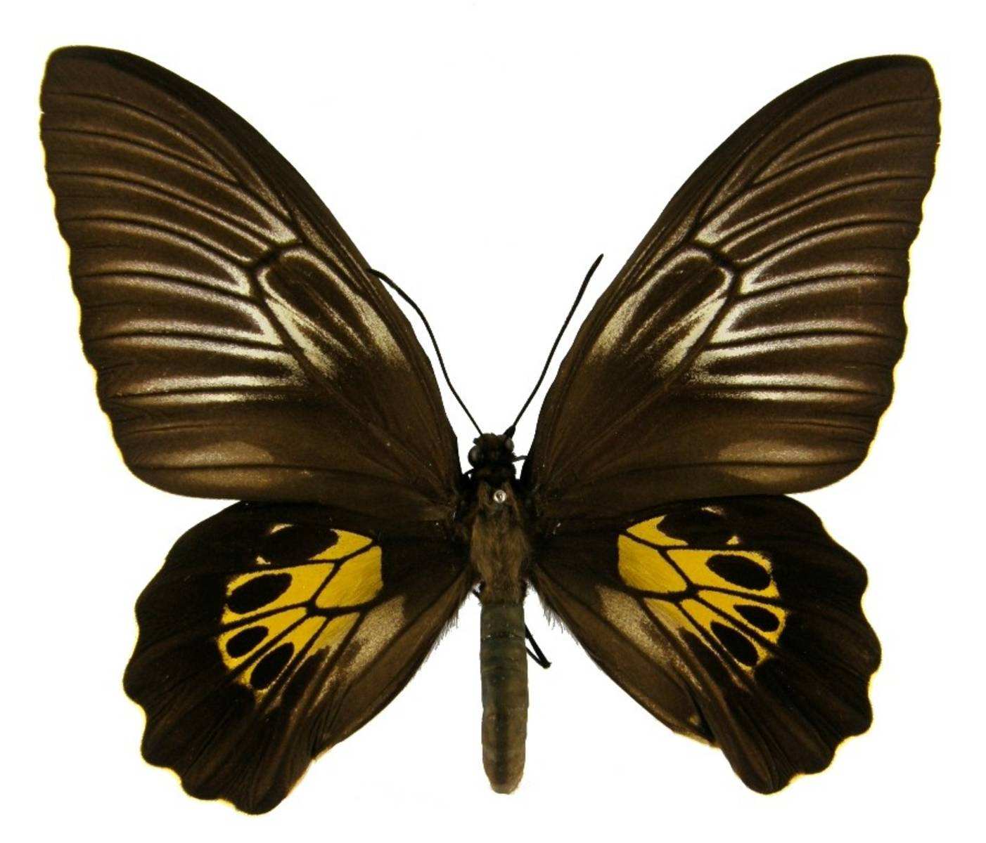  p>小斑裳凤蝶(学名:troides haliphron)是凤蝶科 a target="_blank"