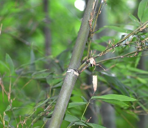  p> a href="#" data-lemmaid="2592874"> /a>毛金竹(学名: i>