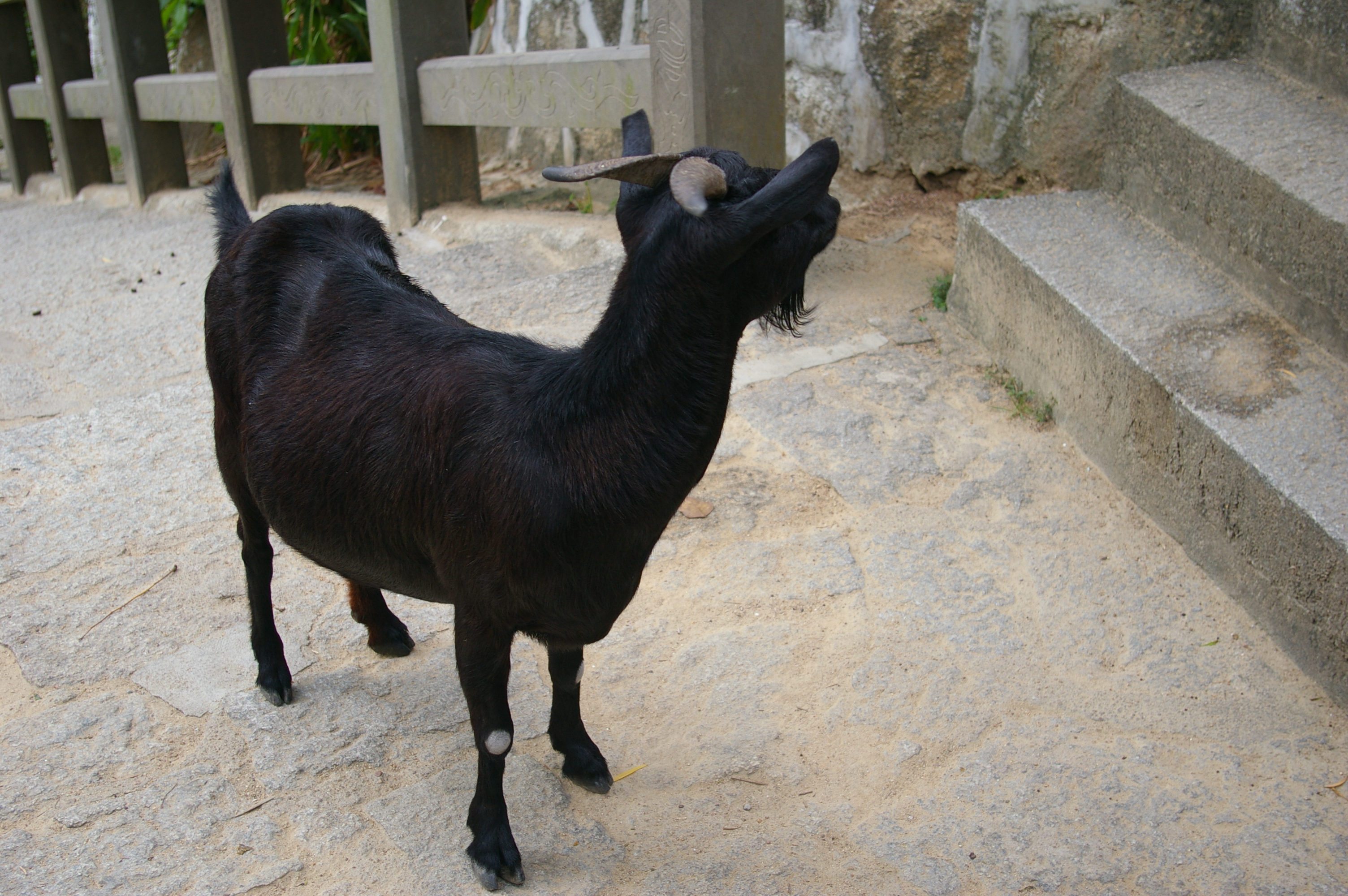 海南正宗东山羊