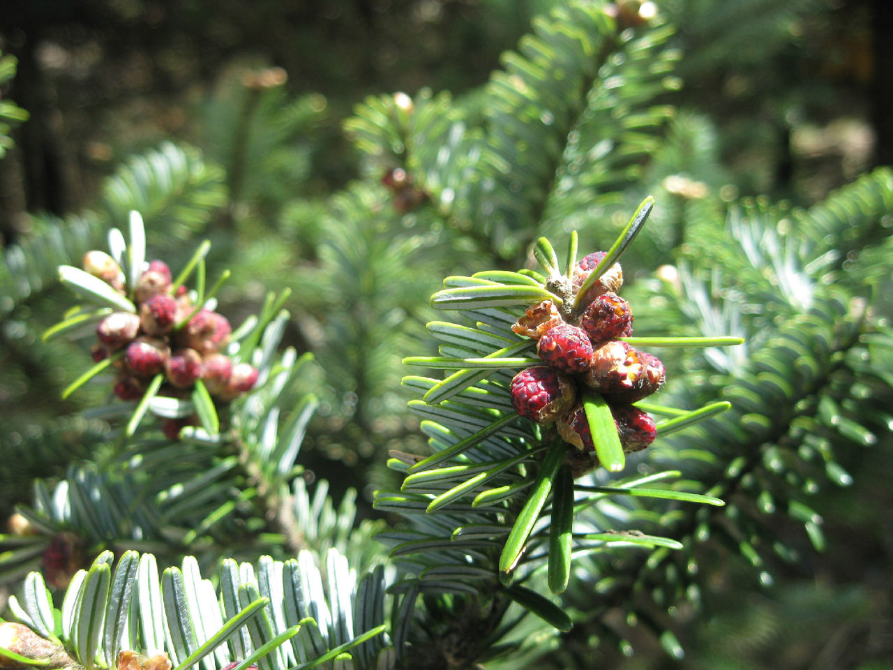  p>巴山冷杉(学名: i>abies fargesii /i> franch.