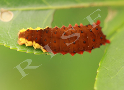  p>茶树茶斑蛾, i>eterusia aedea  /i>(linnaeus,1763),属鳞翅目 a