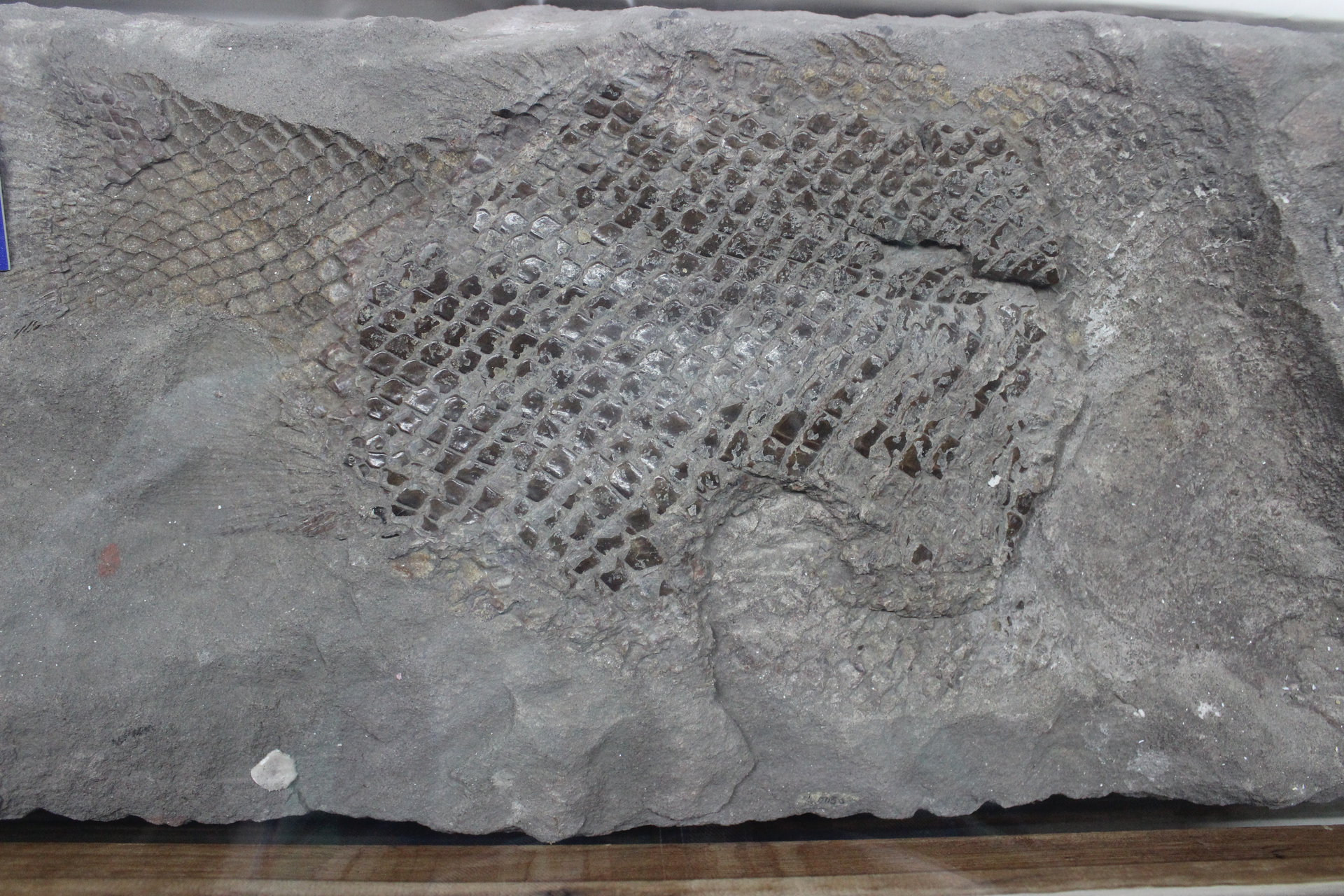  p>这种硬骨鱼似乎是一种名为重爪龙的恐龙的主要食物,因为科学家们曾