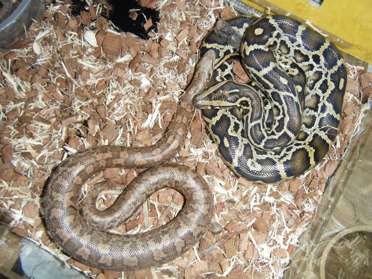 bivittatus /i>)也有人称为缅甸岩蟒,又叫南蛇,琴蛇,双带蚺,隶属于蟒