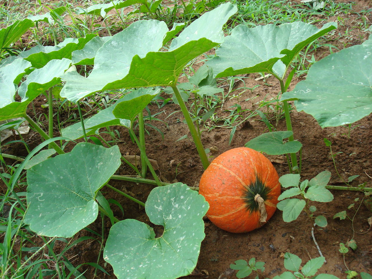  a target="_blank" href="/item/葫芦科">葫芦科 /a>南瓜属的一个种