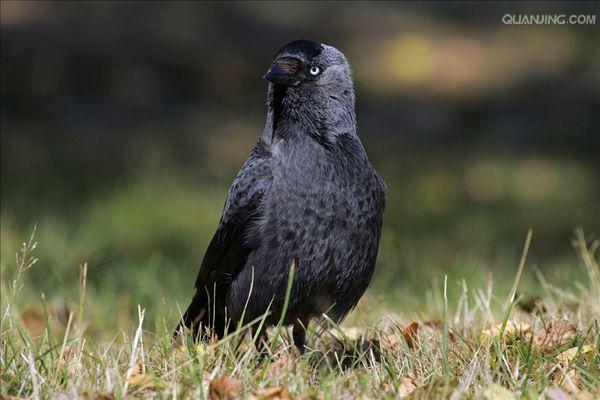  p>寒鸦(学名: i>corvus monedula /i>):体长37厘米.