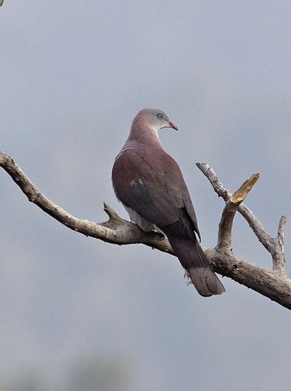 鸠鸽科 /a>皇鸠属的中型 a href="#" data-lemmaid="278334">鸟类 /a>