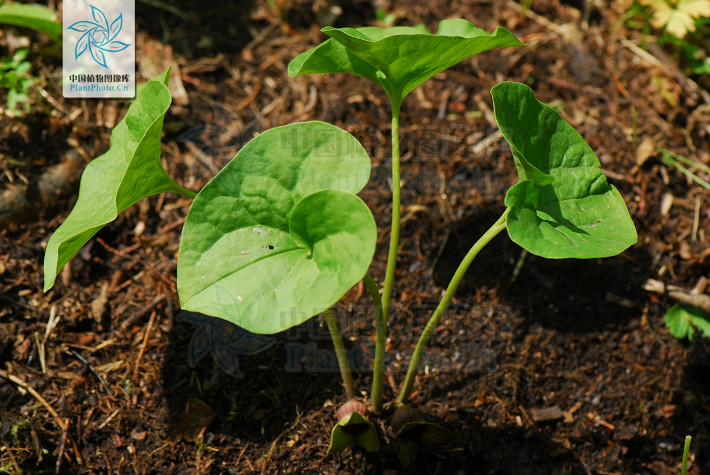 汉城细辛(变型)