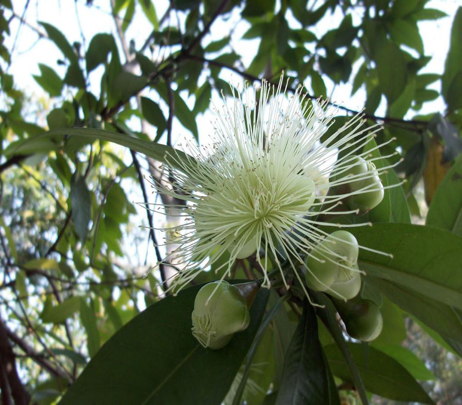 syzygium guangxiense chang et miau