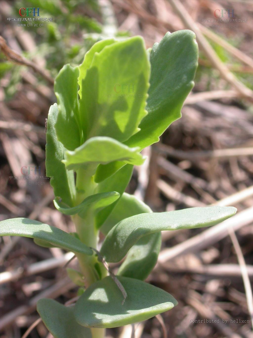 hylotelephiumspectabile (boreau) h. ohba