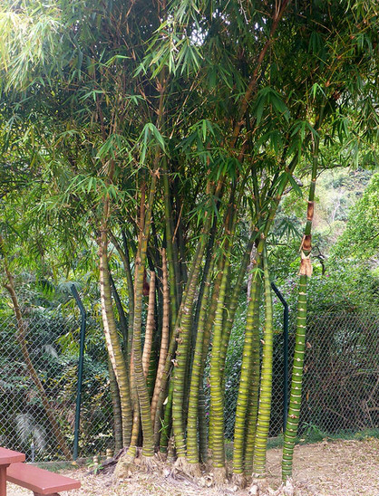 为 a href="#" data-lemmaid="2458872">禾本科 /a>丛生型竹类植物