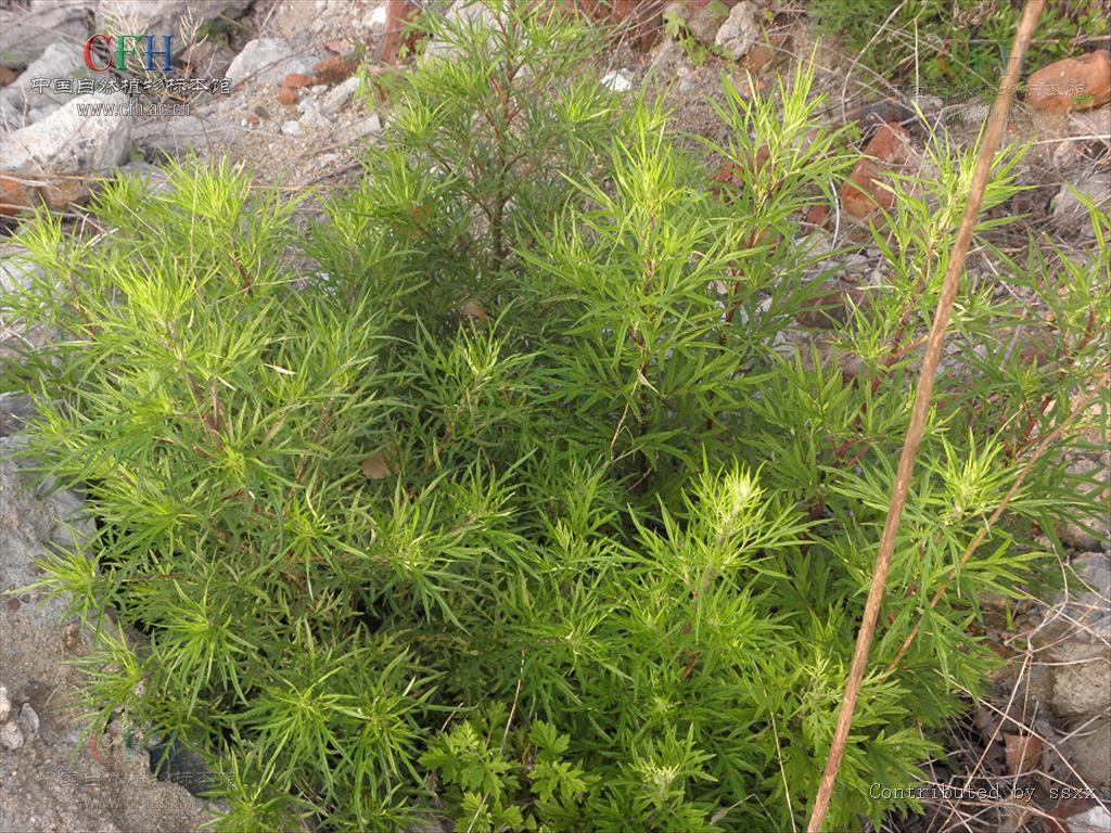  p>南艾蒿, a href="#" data-lemmaid="229000">被子植物门 /a>, a