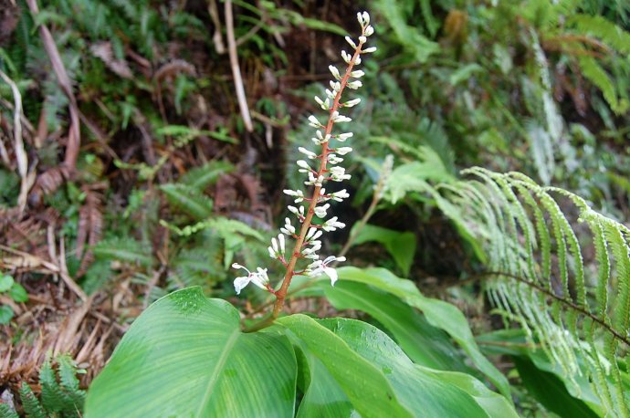  p>华山姜( a href="#" data-lemmaid="8074290">学名 /a>: i>alpinia