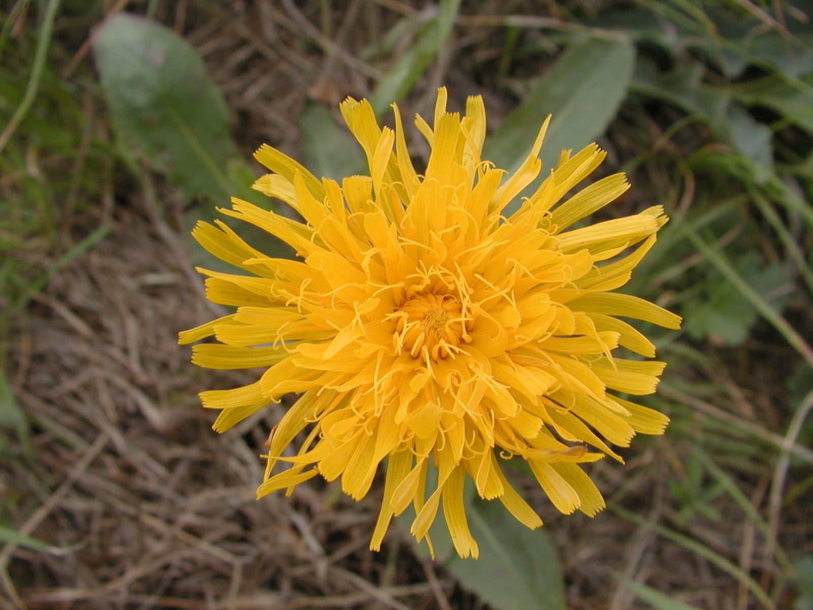  p>猫儿菊(学名: i>hypochaeris ciliata /i> (thunb.