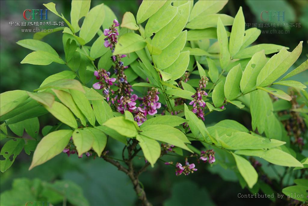  p>厚果崖豆藤(学名: i>millettia&nbsp;pachycarpa /i>&nbsp