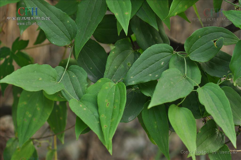  p>黑叶菝葜(学名: i>smilax nigrescens wang /i> et tang ex p. y.