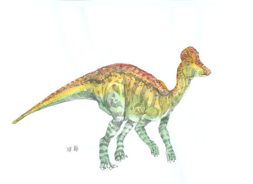  p data-id="gnwrfchwzl">冠龙(学名:corythosaurus),又名盔龙,鸡冠龙