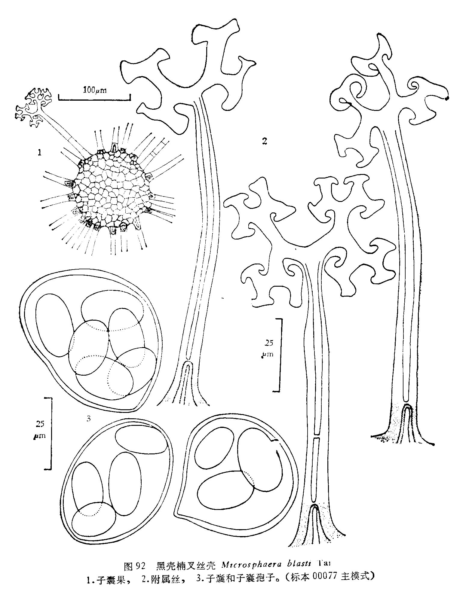 microsphaera blasti