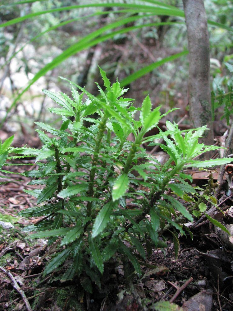  p>石杉属植物约100种,主要分布于热带与亚热带,温带也有.