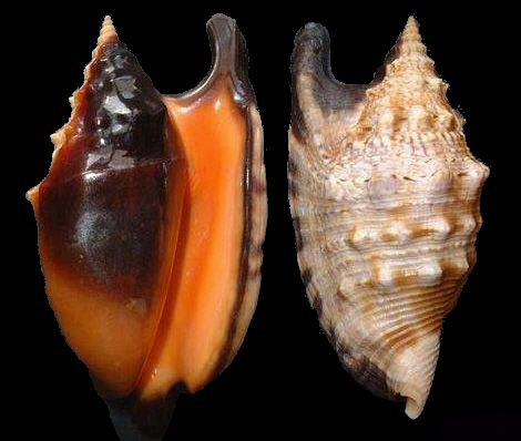  p>黑口燕子凤凰螺是一种 a target="_blank" href="/item/软体动物门