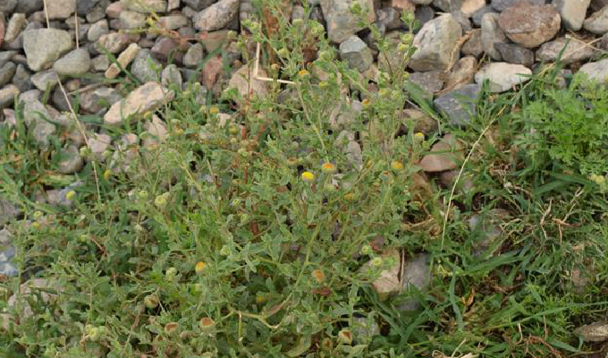  p>蚤草,为 a>桔梗目 /a> a>菊科 /a> a>蚤草属 /a>植物,一年生草本