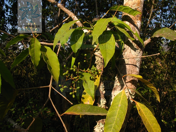 osmanthus matsumuranus hayata